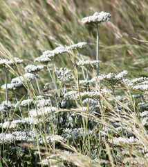 Eriogonum multiflorum