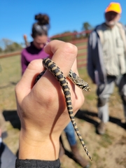 Pituophis catenifer sayi