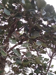 Butea monosperma monosperma