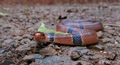 Oreocryptophis porphyraceus