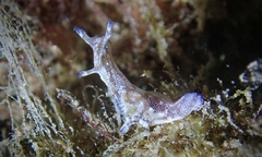 Aplysia elongata