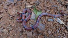 Oreocryptophis porphyraceus