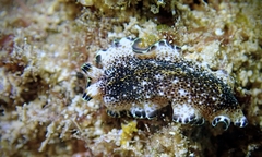 Pseudoceros leptostictus