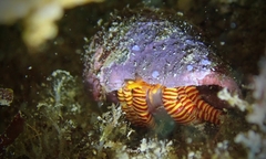 Ciliopagurus strigatus