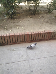 Columba livia domestica