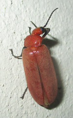 Synhoria testacea