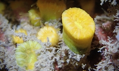 Cladopsammia eguchii