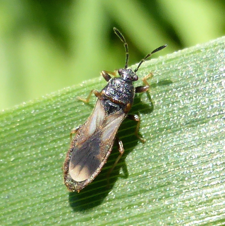 Chinch Bugs and Allies