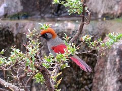 Trochalopteron milnei