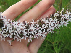 Stylidium carnosum