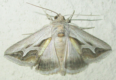 Cuneisigna rivulata