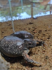 Glyphoglossus molossus