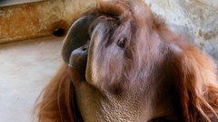 Pongo