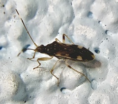Ozophora burmeisteri