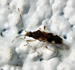 Ozophora burmeisteri