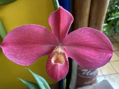 Phragmipedium