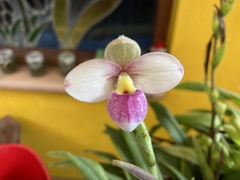 Phragmipedium