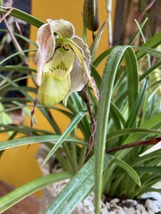 Phragmipedium