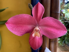 Phragmipedium