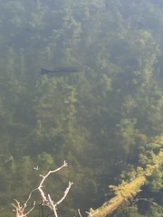 Micropterus punctulatus