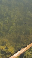 Micropterus punctulatus