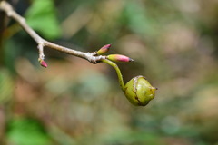 Corylopsis pauciflora