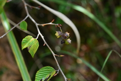 Corylopsis pauciflora