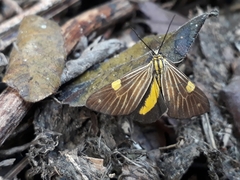 Phaeochlaena lampra
