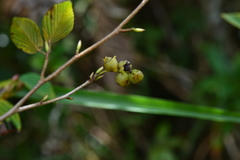 Corylopsis pauciflora