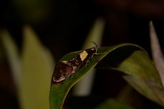 Epithymema helias