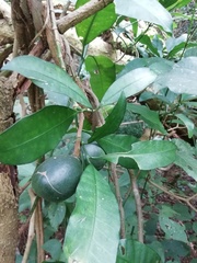 Tabernaemontana ventricosa