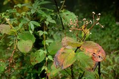 Marcetieae