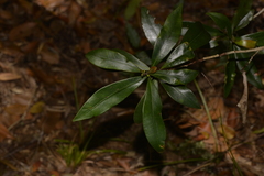 Tristaniopsis collina