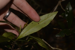 Tristaniopsis collina