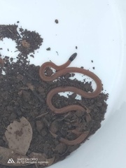 Calliophis maculiceps maculiceps