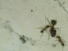Pheidole