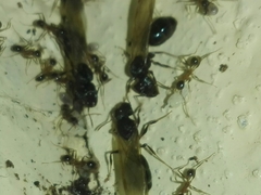 Pheidole
