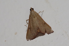 Endotricha dispergens