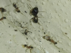 Pheidole