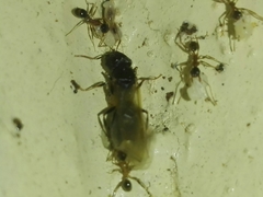 Pheidole