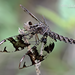 Filigree Skimmer - Photo (c) Eduardo Axel Recillas Bautista, some rights reserved (CC BY-NC), uploaded by Eduardo Axel Recillas Bautista