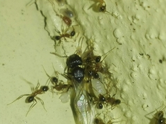 Pheidole