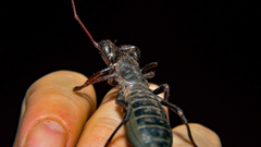 Mastigoproctus giganteus