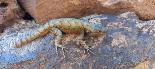 Graphic Spiny Lizard