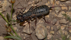 Mastigoproctus giganteus
