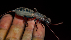 Mastigoproctus giganteus