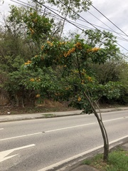 Pterocarpus violaceus