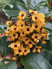 Pterocarpus violaceus