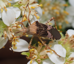Hypselonotus punctiventris