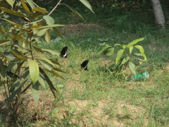 Papilio polytes